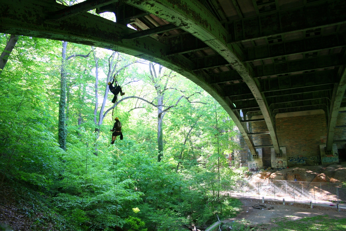 a bridge in a green forest covered with trees