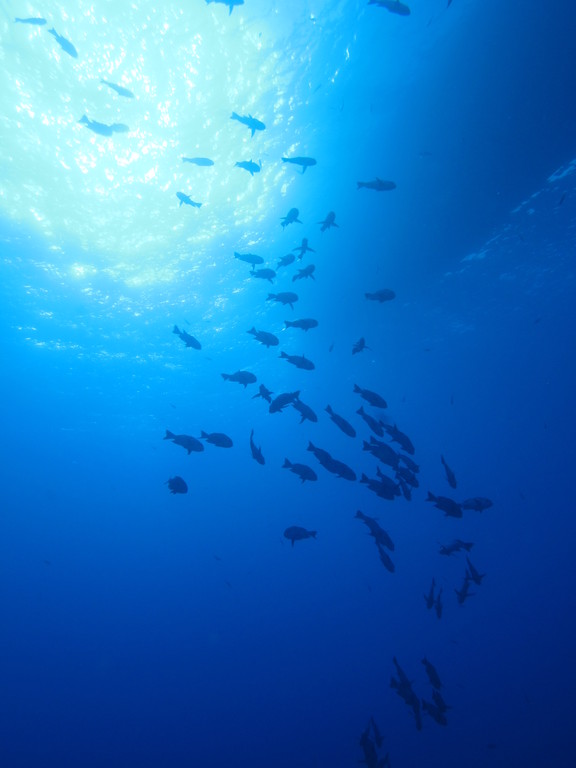 a school of fish swim over the water
