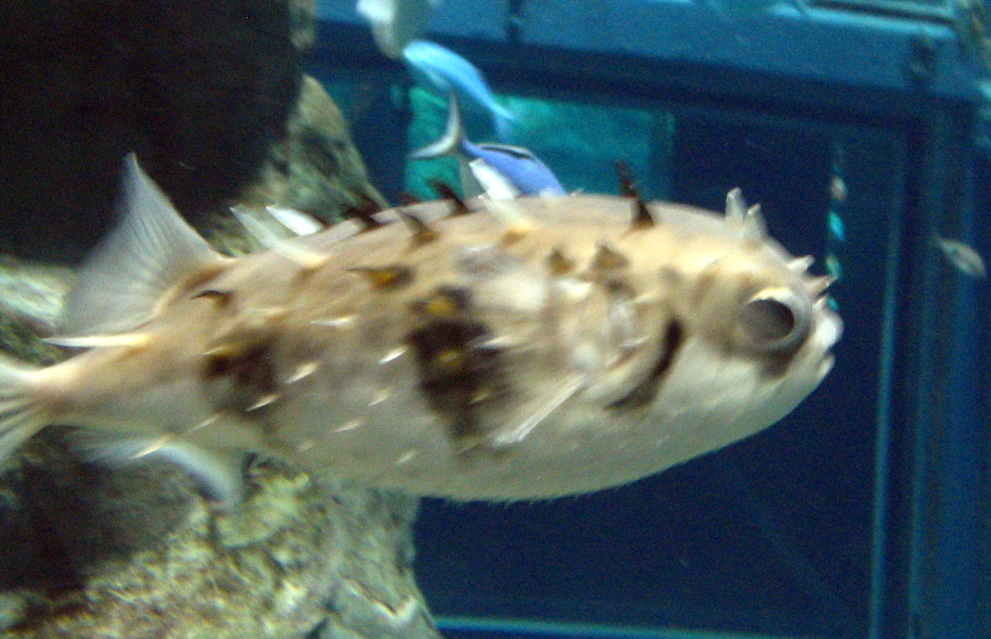 a large white fish in a large aquarium