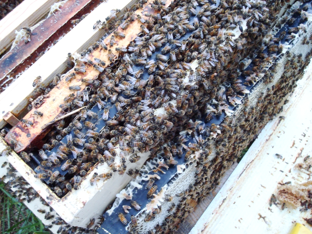 bees are standing and swarming together on their frame