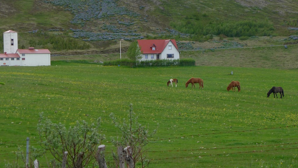 three horses grazing in a field by a church