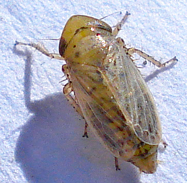 the cockfly on the white fabric has been found on the carpet