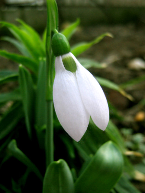 a white flower in the middle of green leaves