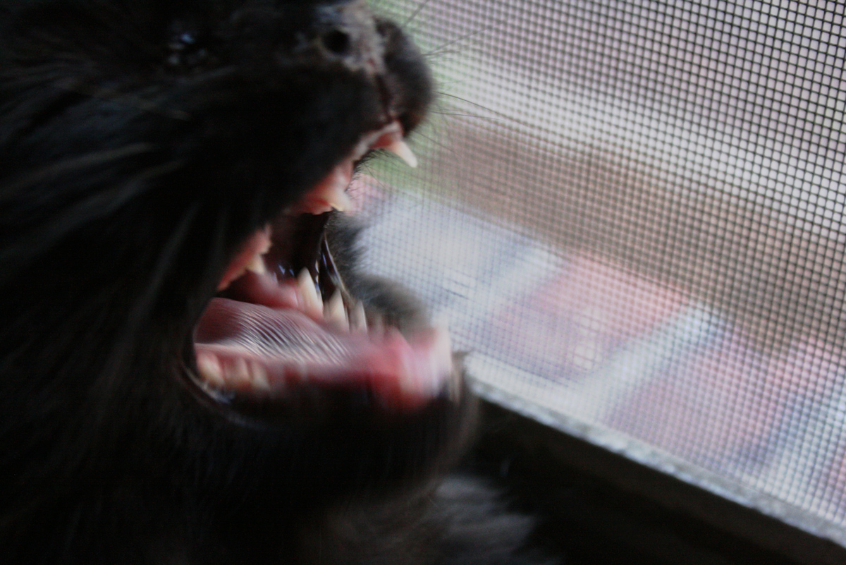 cat looking out the window at itself with mouth open