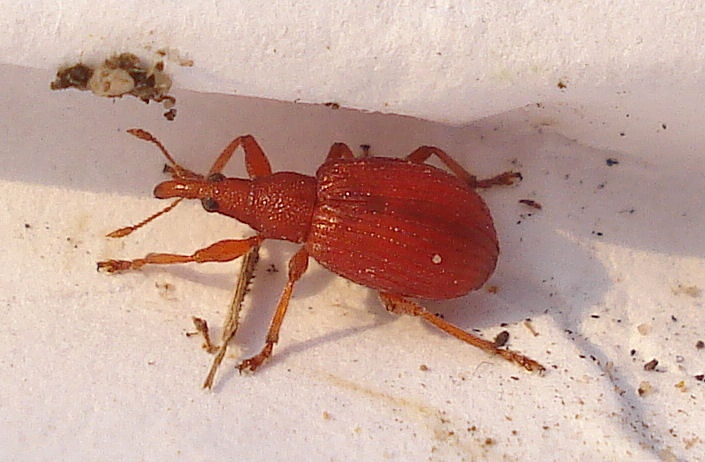 a small red bug crawling on paper