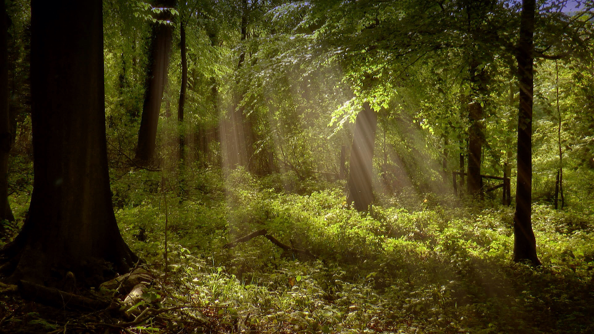 a lush green forest with the sun streaming through the trees