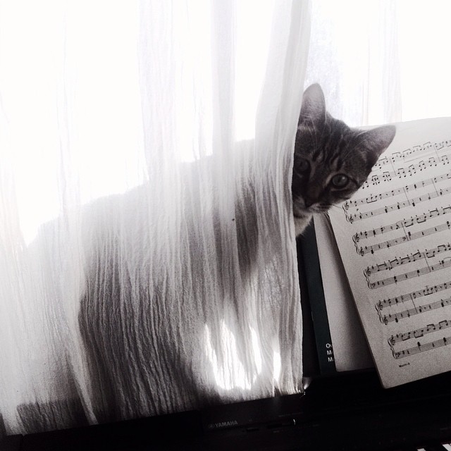a black and white po with a cat peeking out from behind sheet music