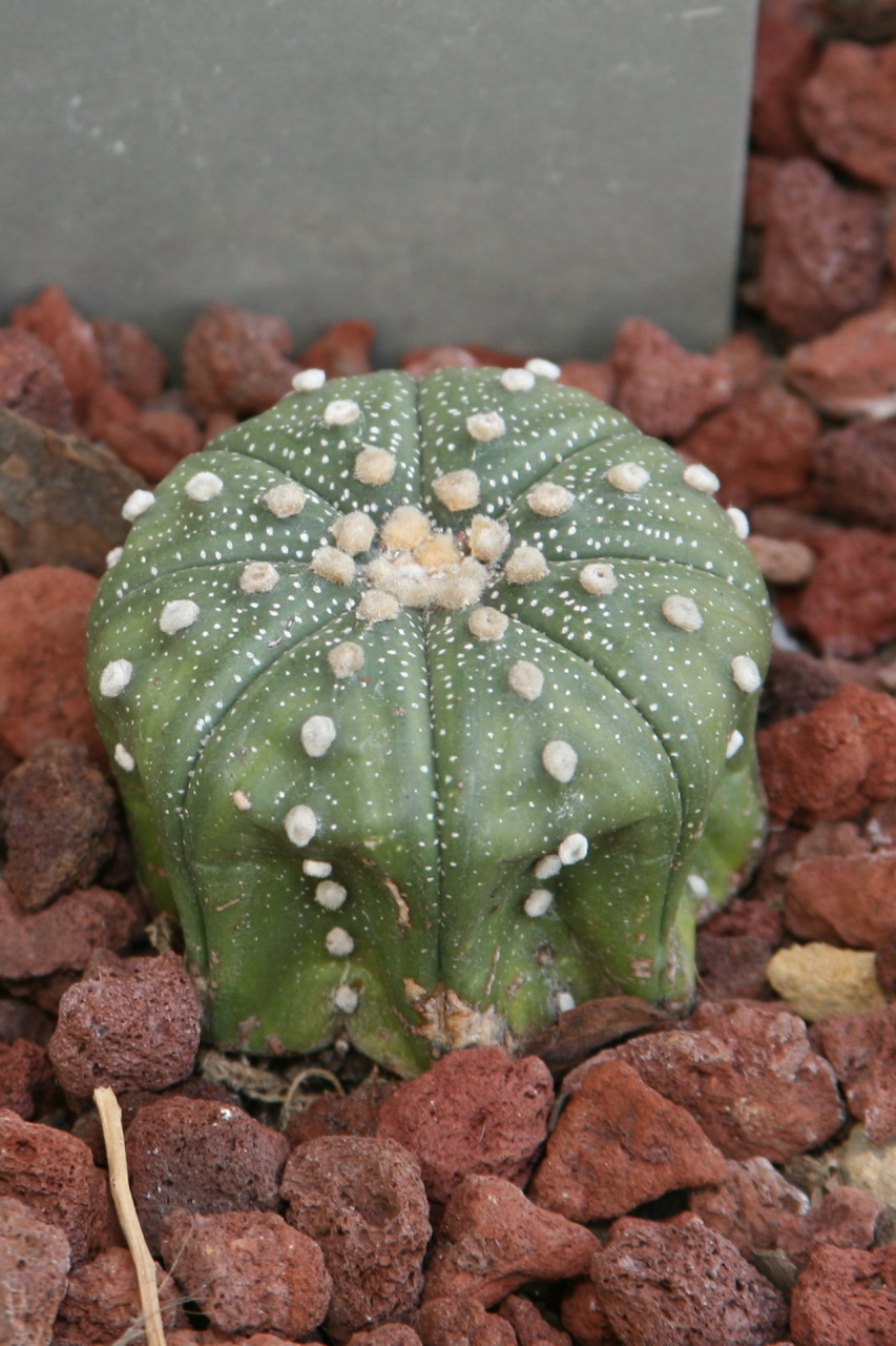 an image of a close up of a green cactus plant