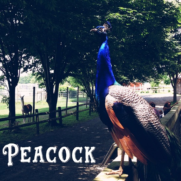 a peacock standing on a wooden platform near many trees