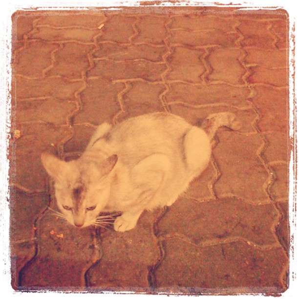 a cat laying down on the floor, sleeping