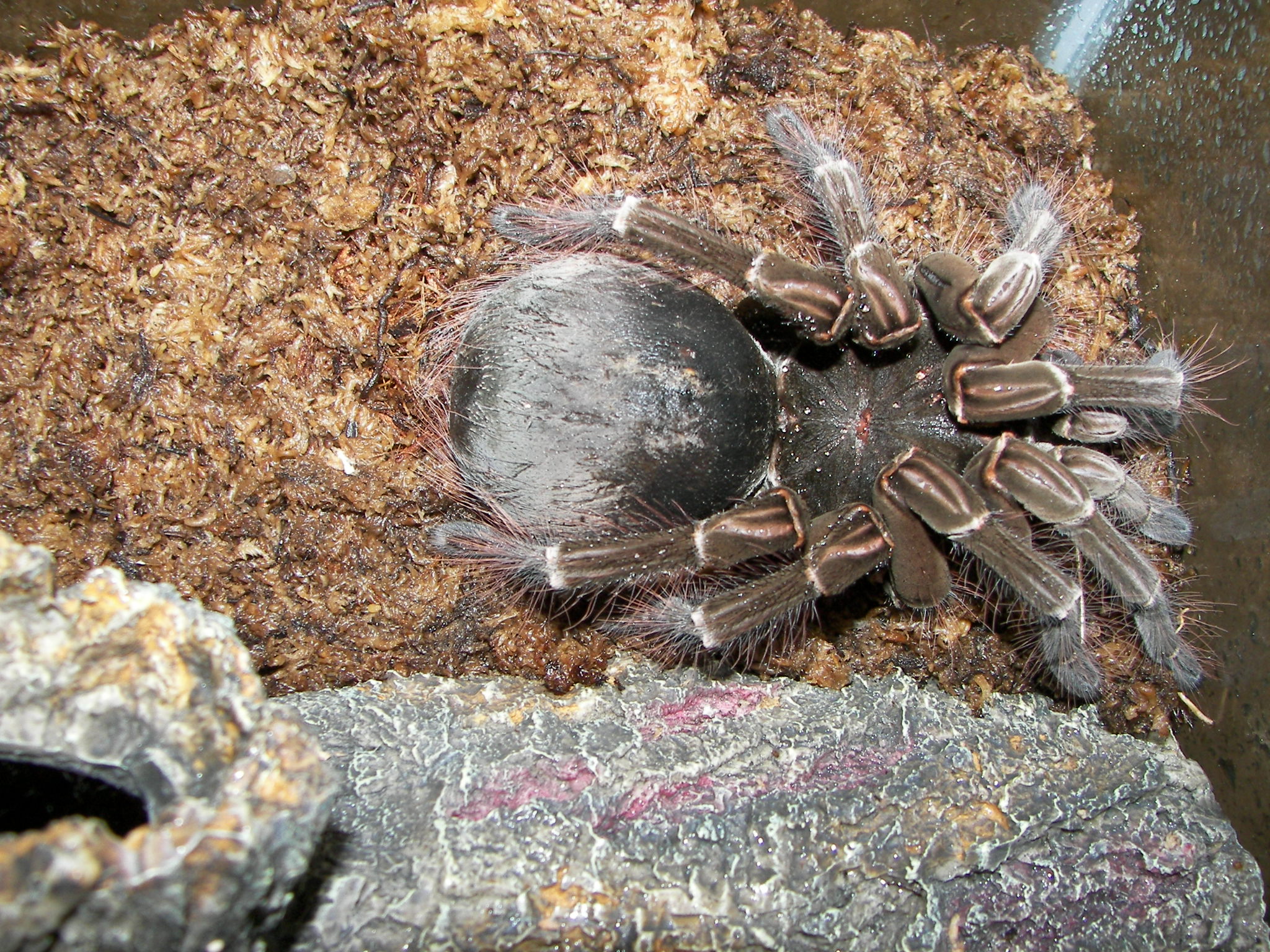 a large brown tarant spider sporking in it's web