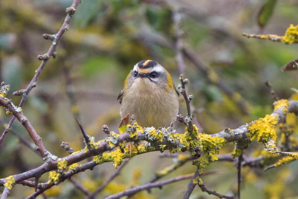 a small brown bird sitting on top of a tree