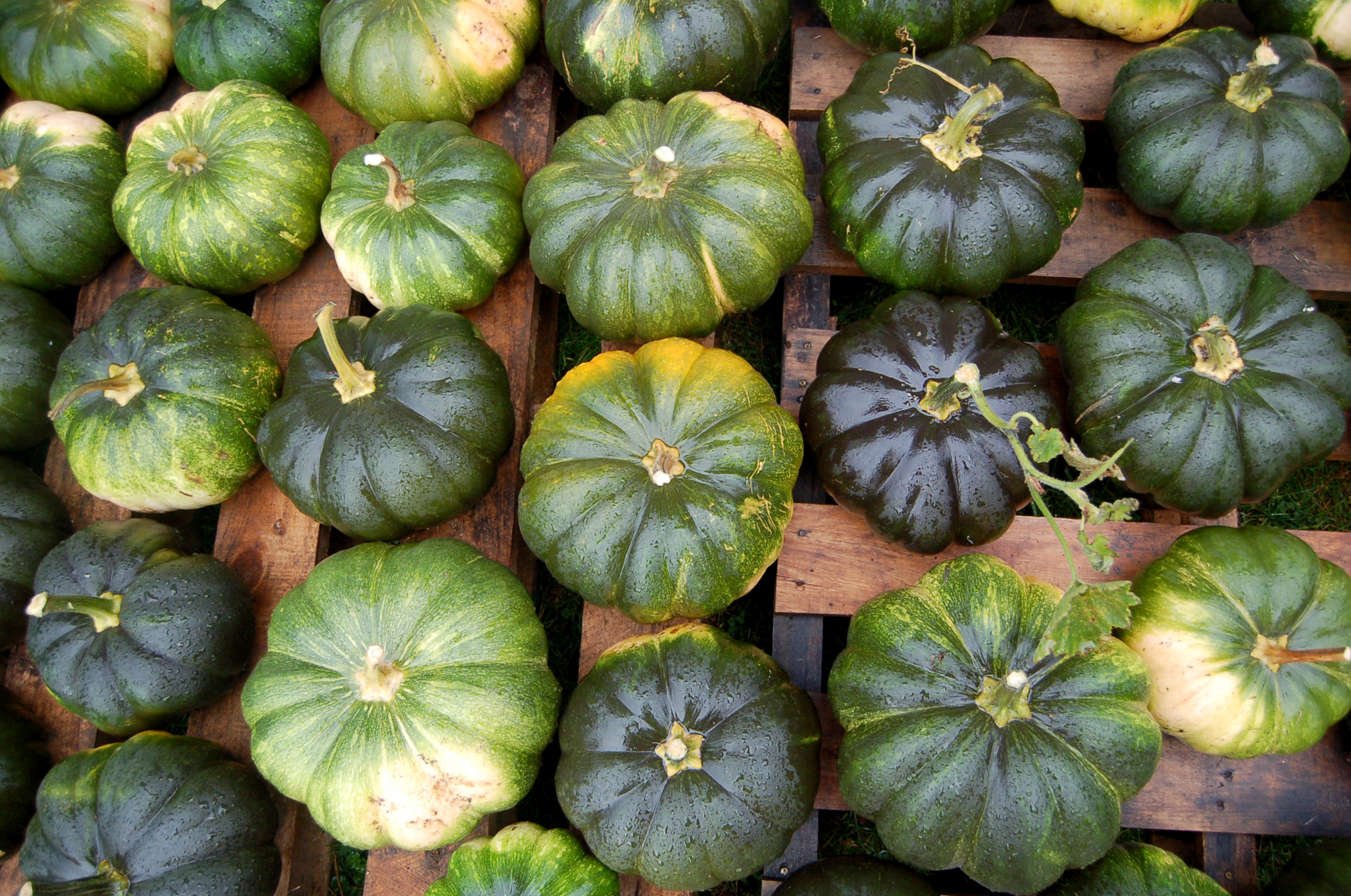 several trays full of different types of gourds