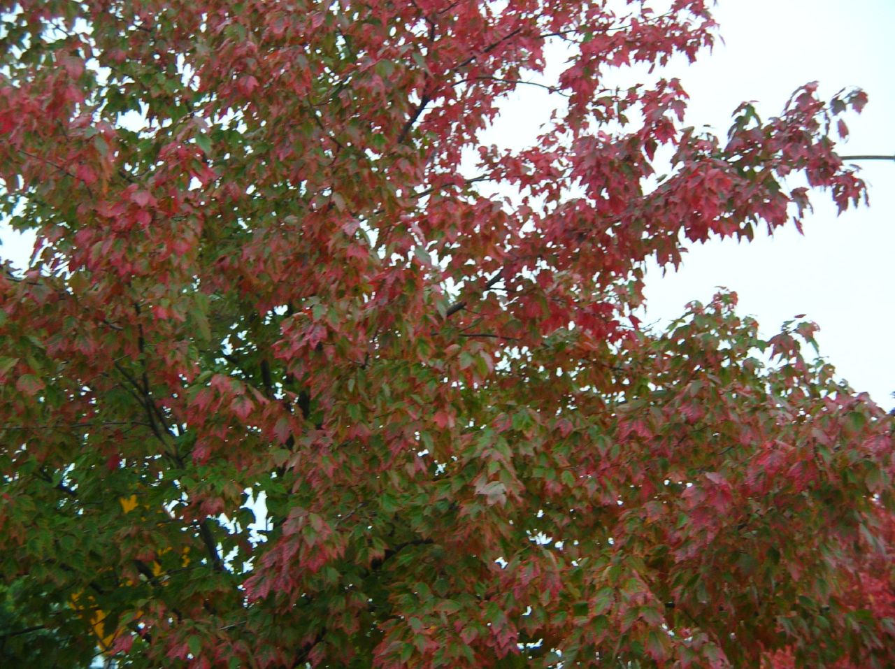 bright red foliage in the distance and trees in front