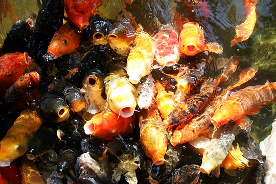 a pile of fish that are in some water