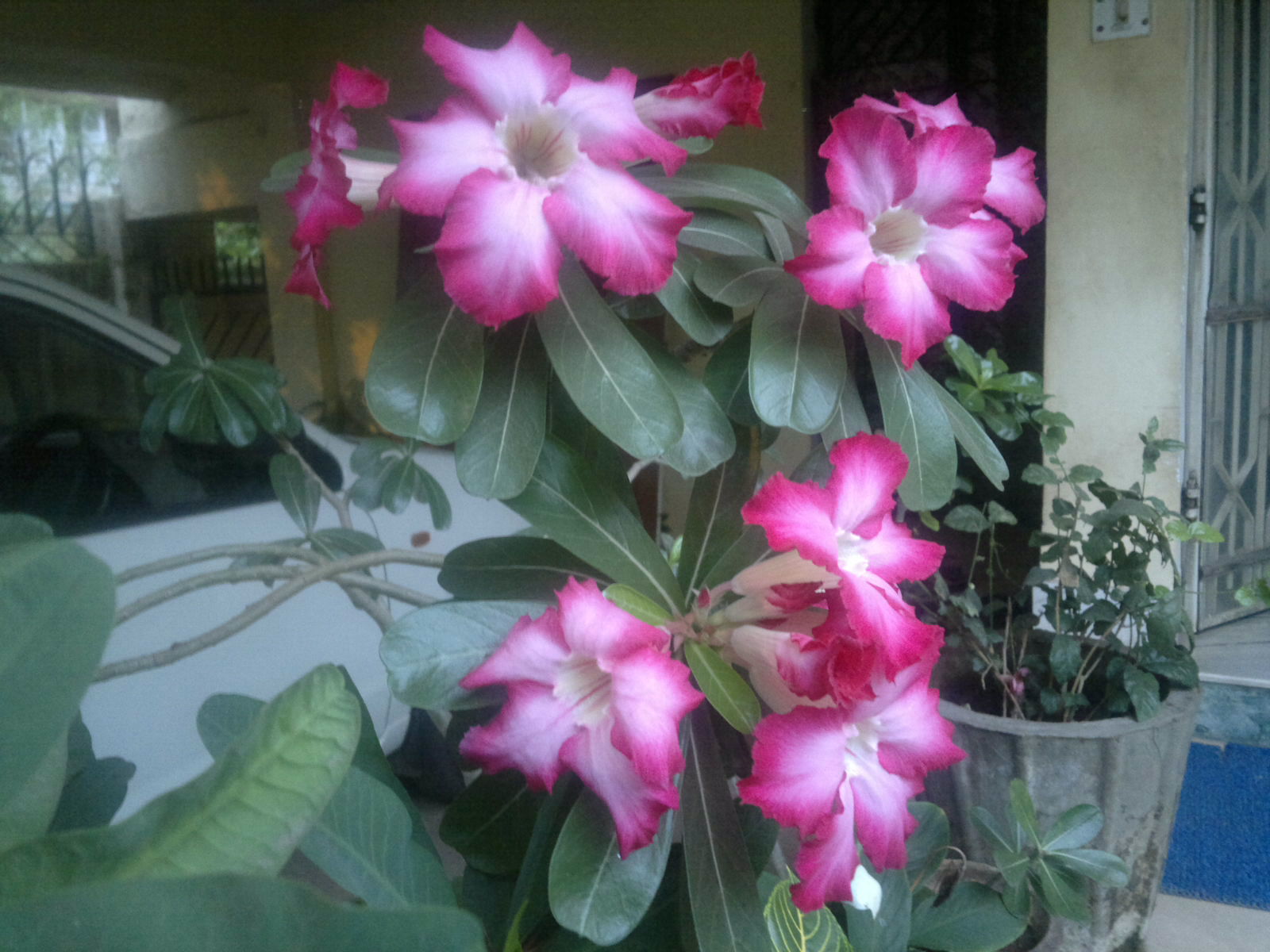 a potted plant with pink flowers outside of a house