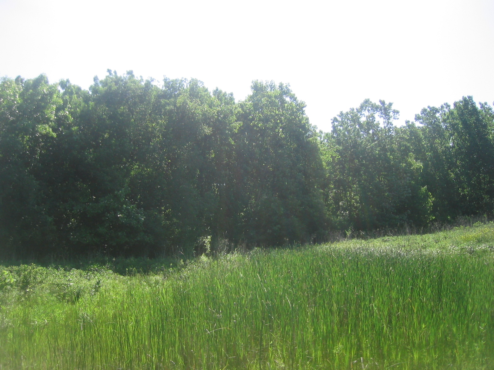 a field with grass, trees and bushes next to it