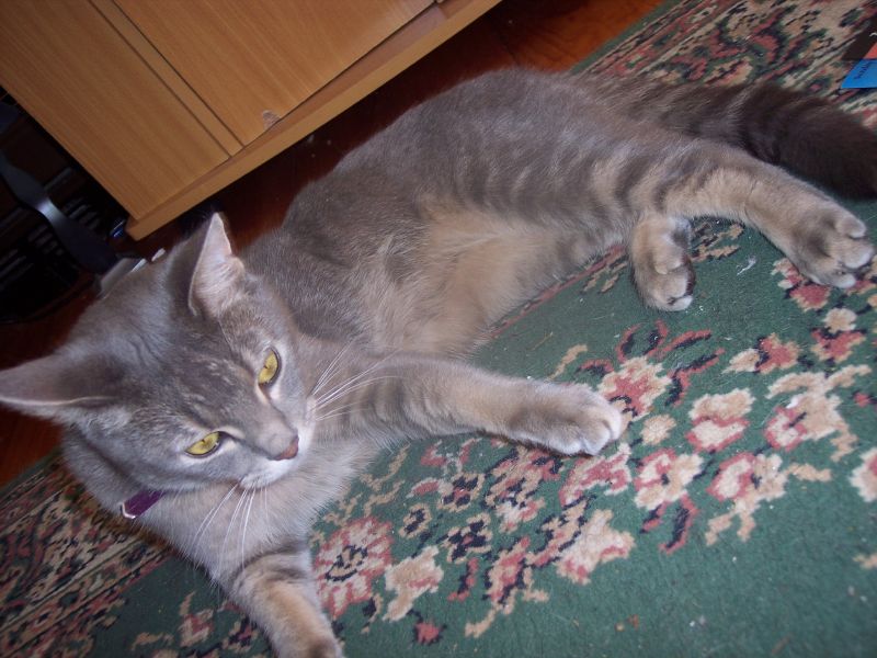 a gray and white cat on top of a green rug