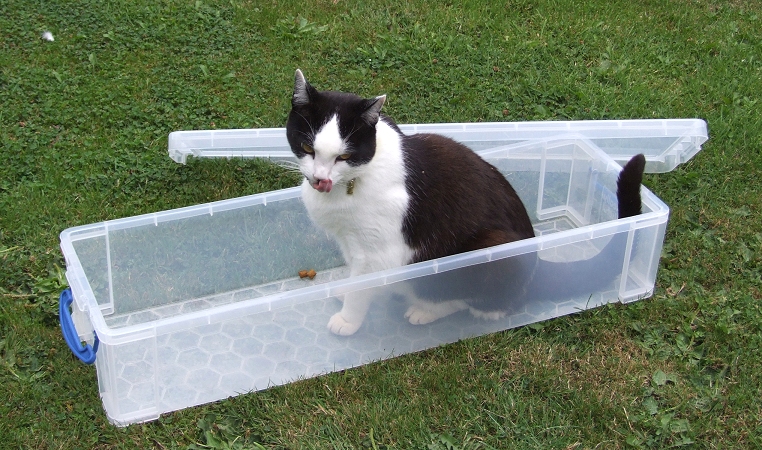 a cat standing on grass next to two plastic containers