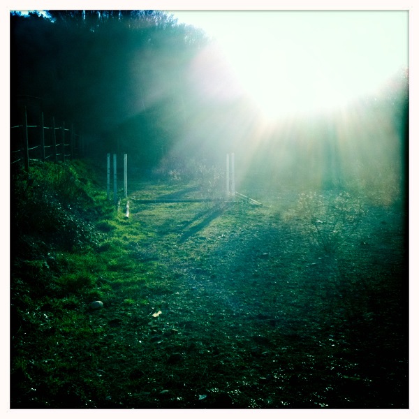 bright beams of sunlight breaking through grass with a fence