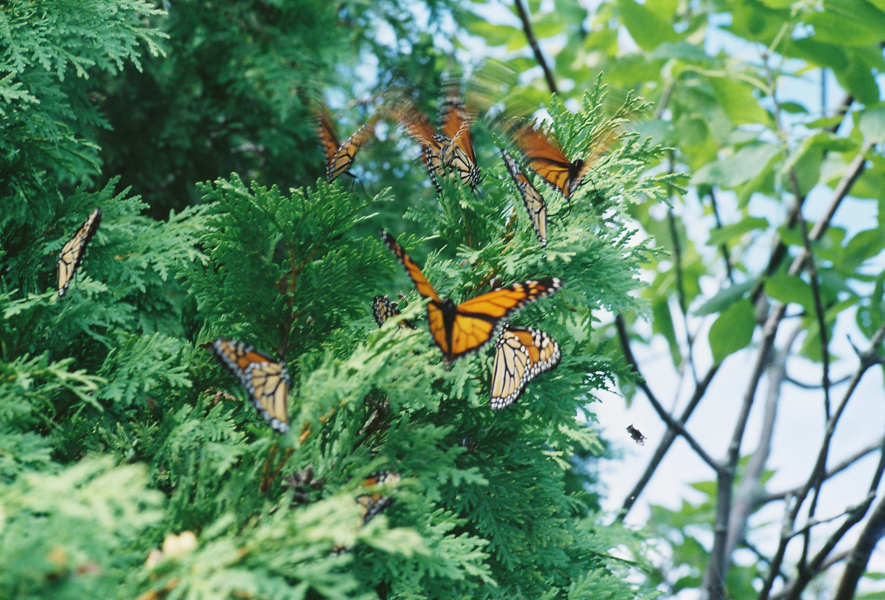 many erflies are sitting on the nches of a tree