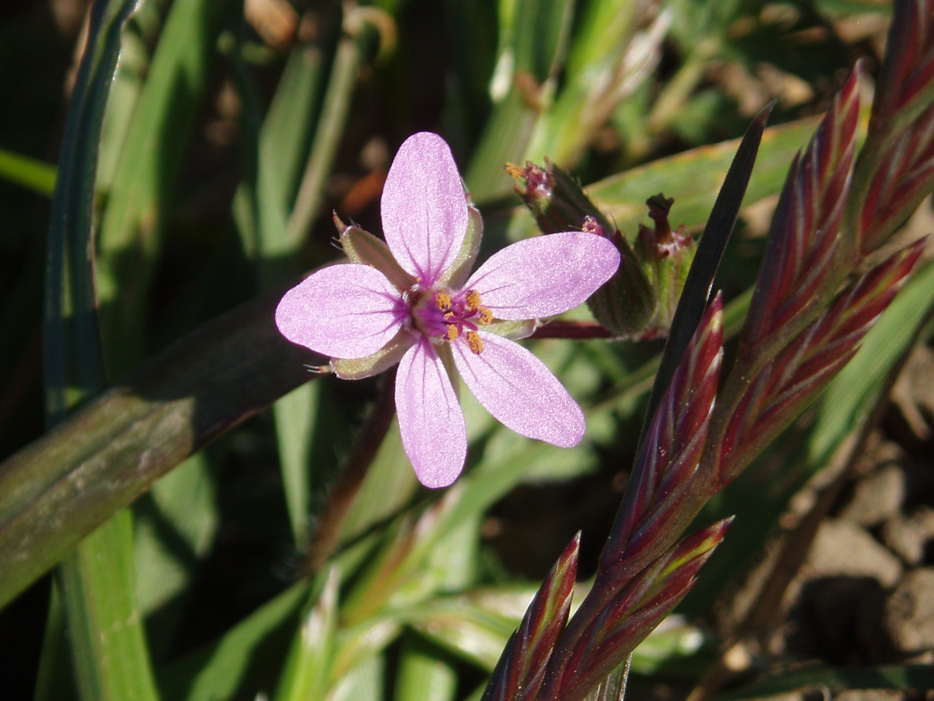 a closeup of a flower with purple petals