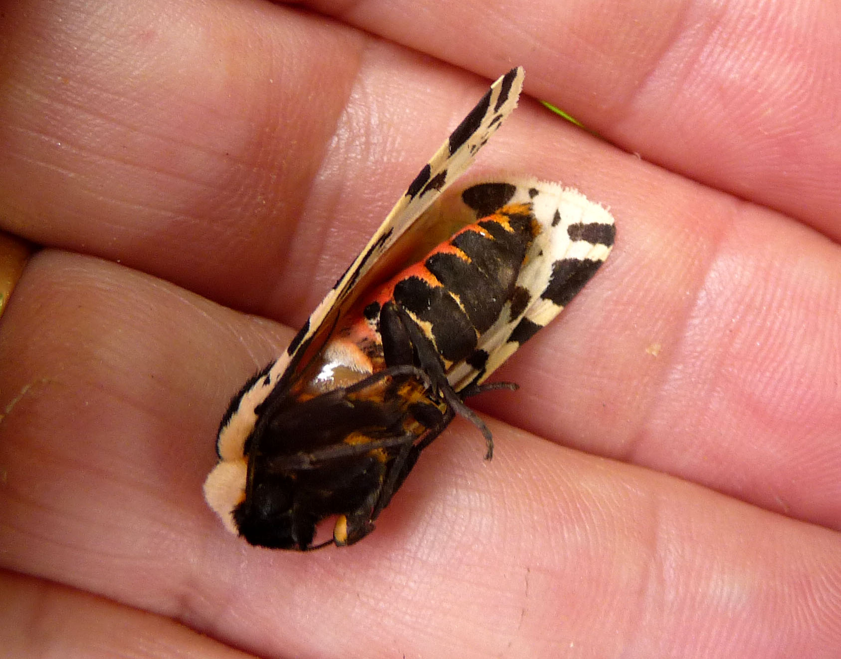 a small brown and black insect sitting on a persons finger