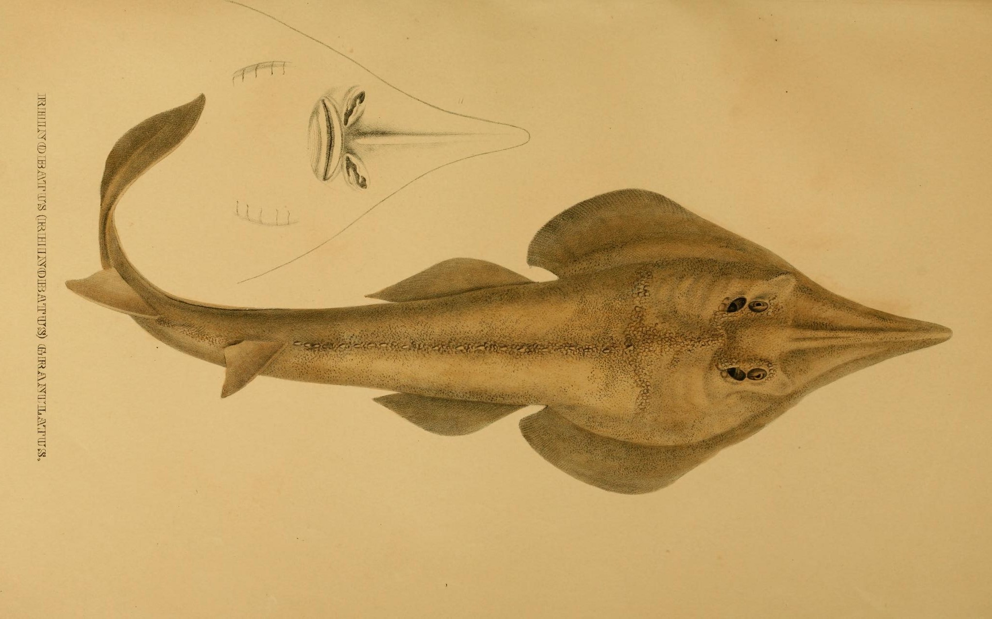 a drawing of an angle ray ray fish