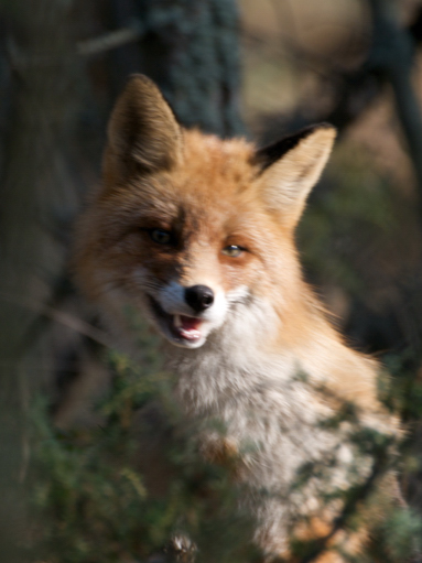 there is a small fox with its mouth open
