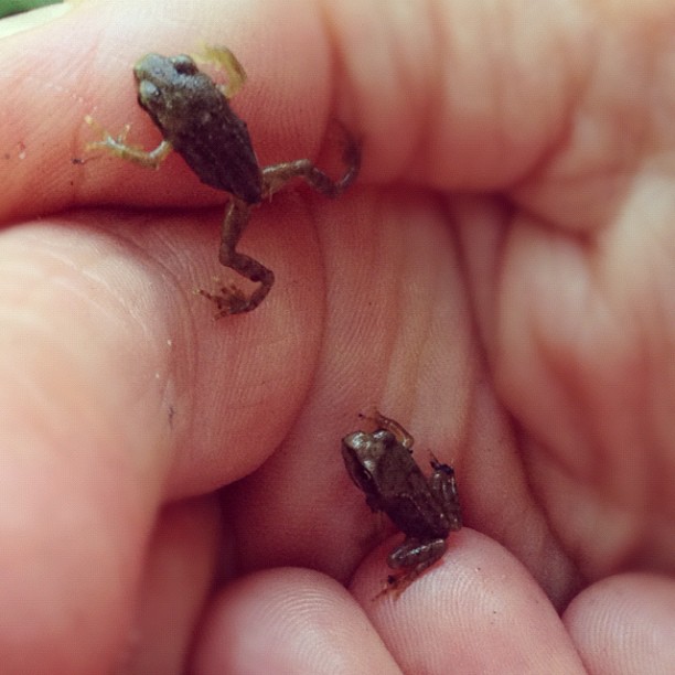 a small frog is sitting on a hand