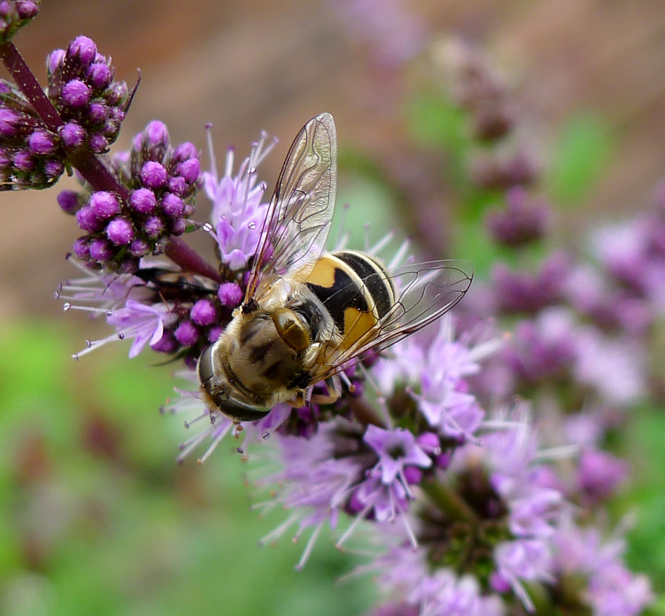 a honeybee sitting on a flower and looking at the camera