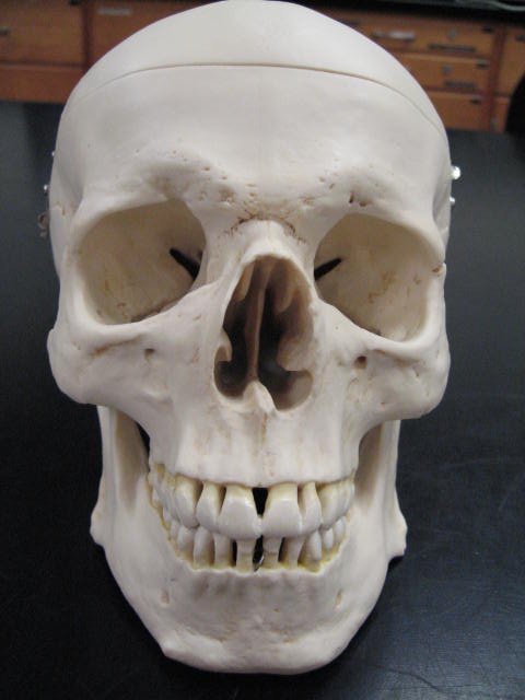 a white human skull with a sharp jaw