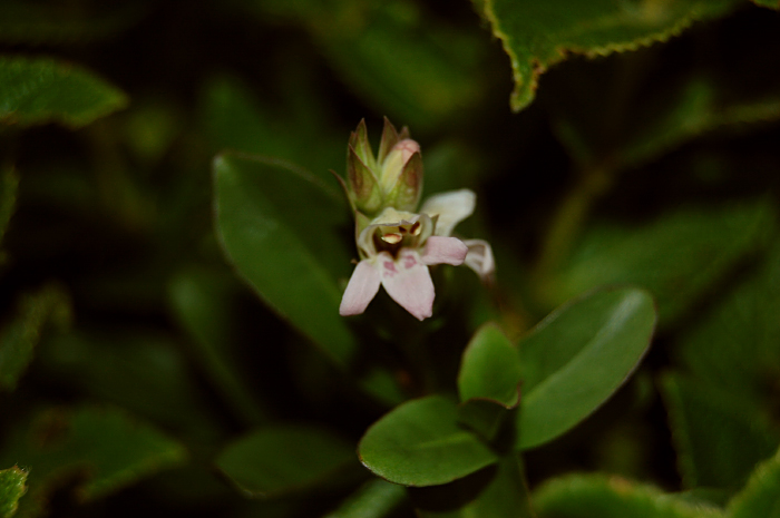 a flower on a green leafy bush with green leaves