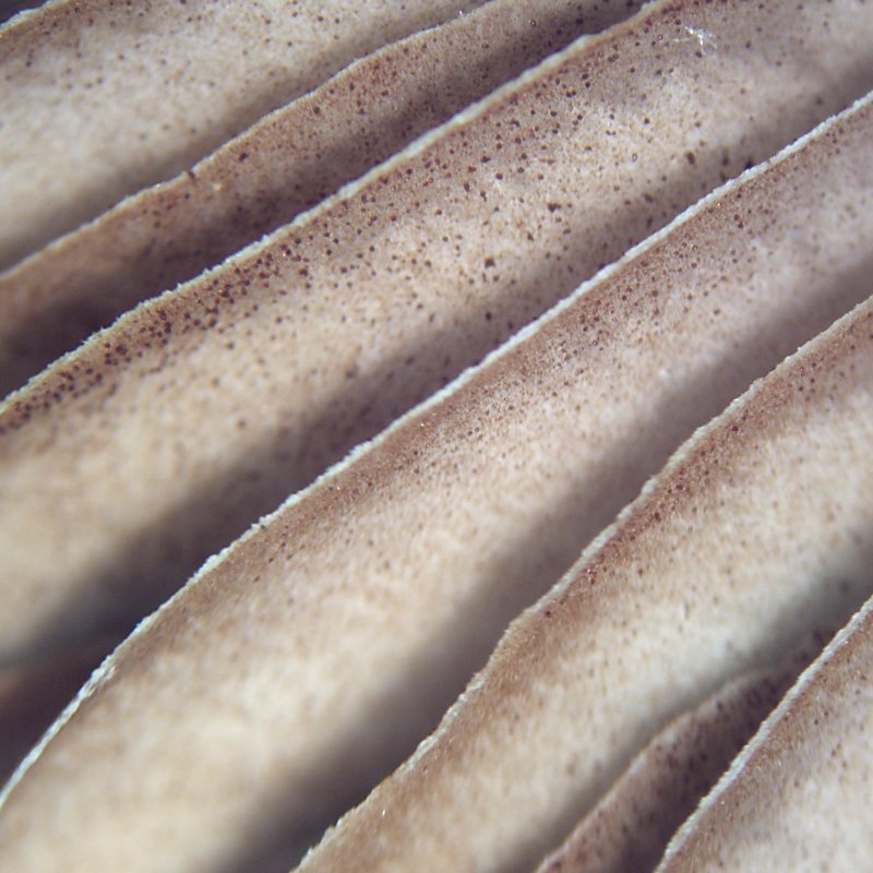 small dark brown objects are sitting on the counter