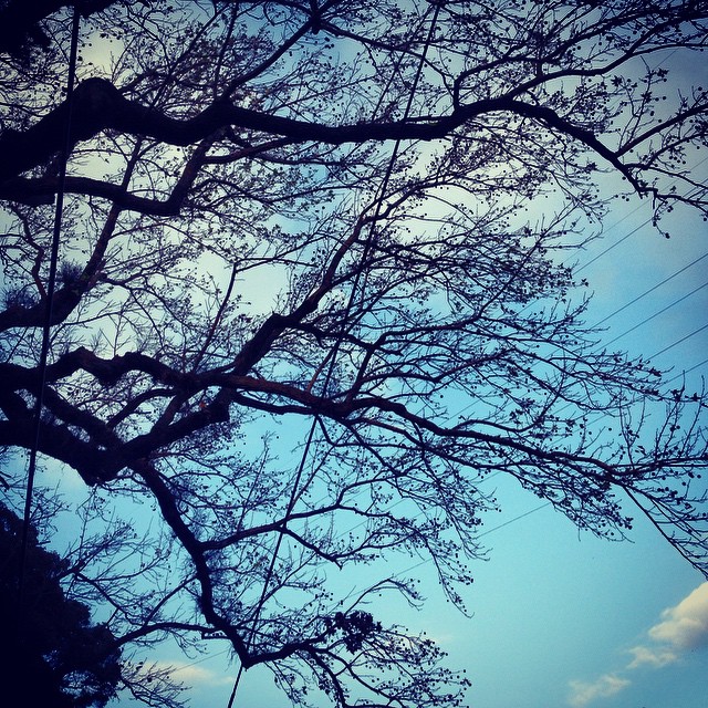 the silhouette of tree nches against a blue sky