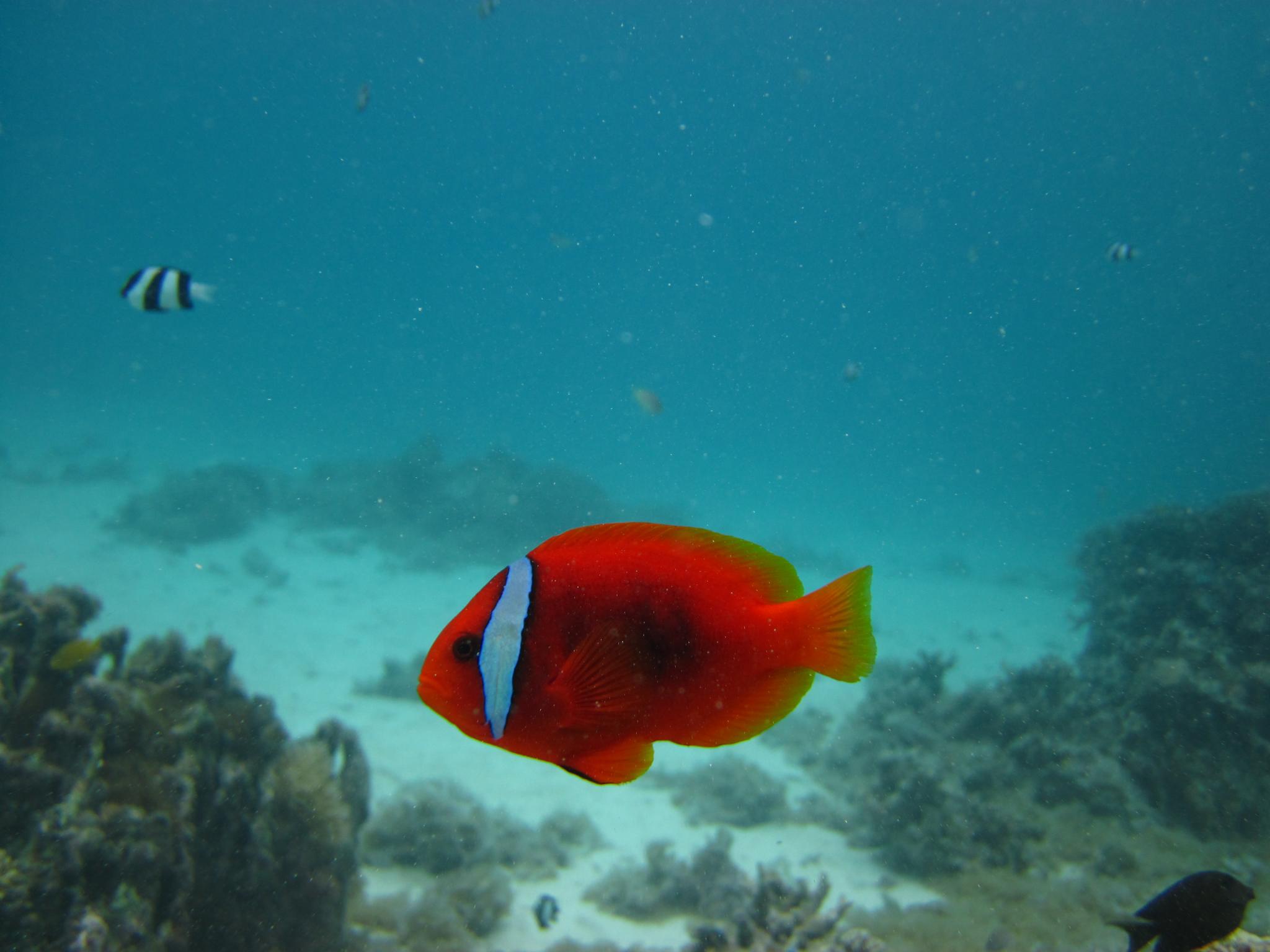 a red fish that is swimming in the water