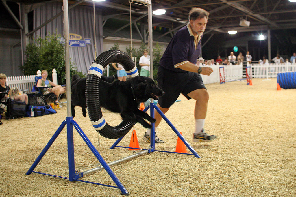 a dog that is sitting on top of some cones