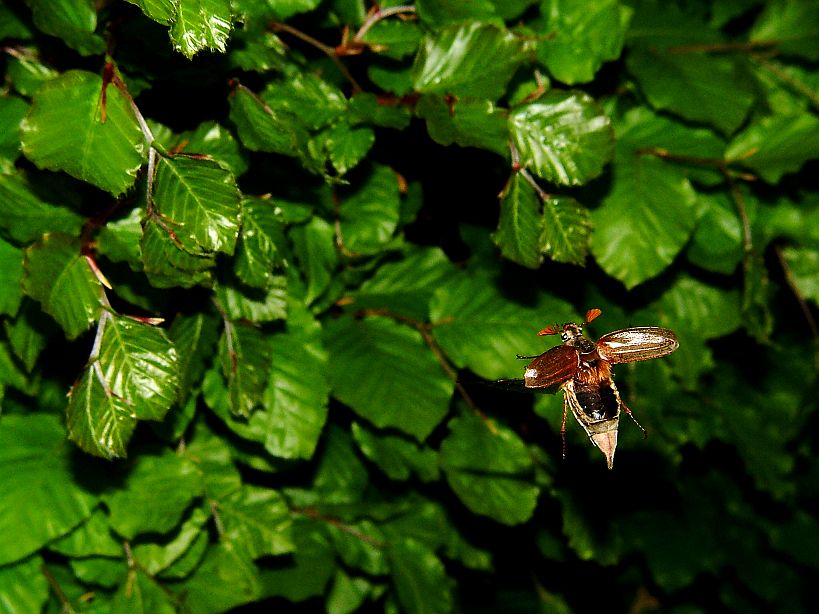 a large brown fly sitting on top of a green leaf