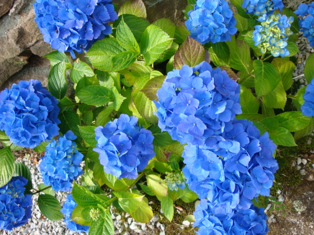 blue flowers with green leaves next to a rock