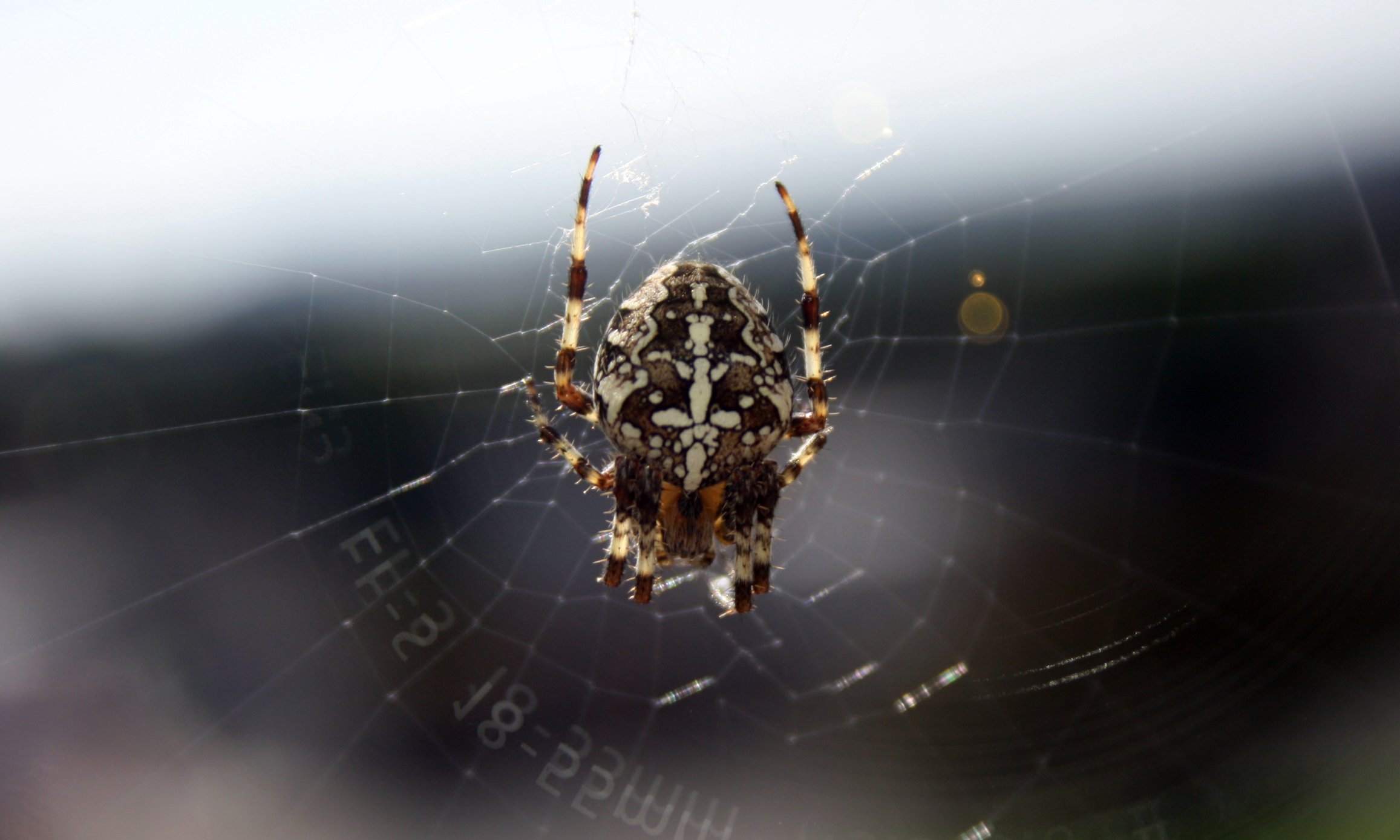 spider on web with writing below it, outdoors