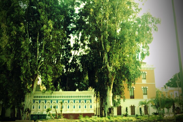 a tall green tree and a building next to it