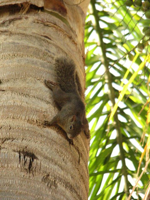 a squirrel hanging in the center of a palm tree