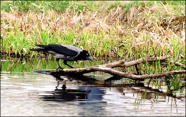 a bird standing on a nch in the water