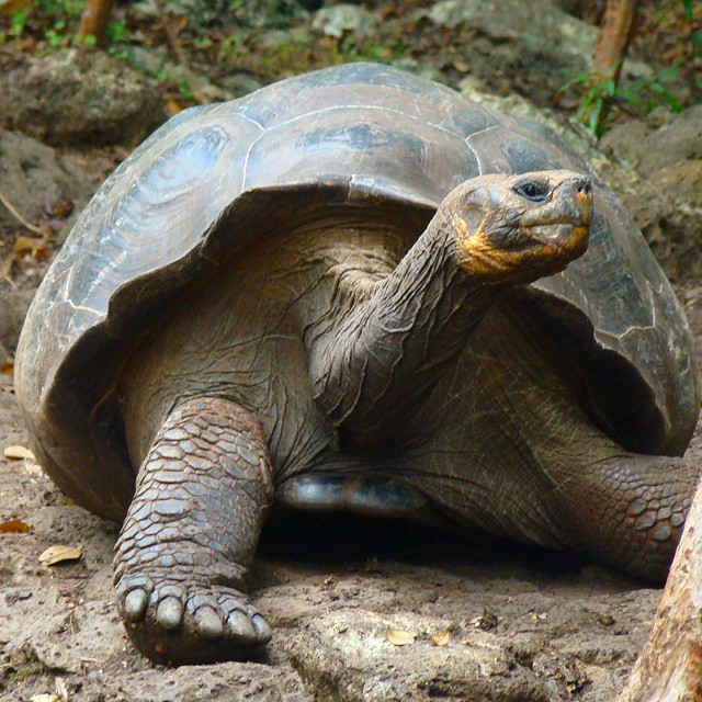 a large turtle with a long neck walking across a forest