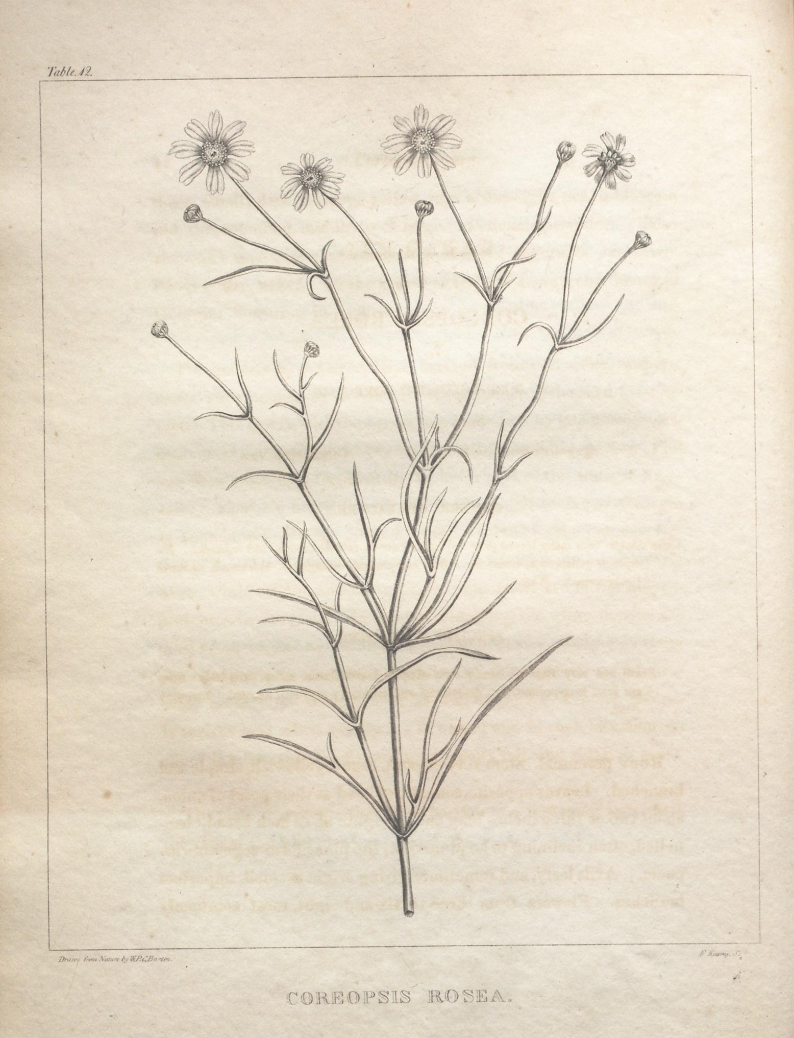 a drawing of a plant with a few thin stems
