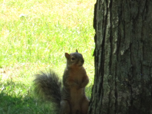 a squirrel sits in the shade near a tree