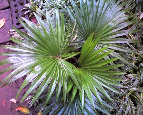 a very pretty plant near some water on the sidewalk