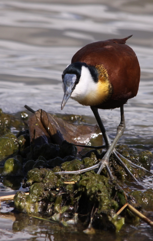 a small bird with brown head standing on a rock in the water