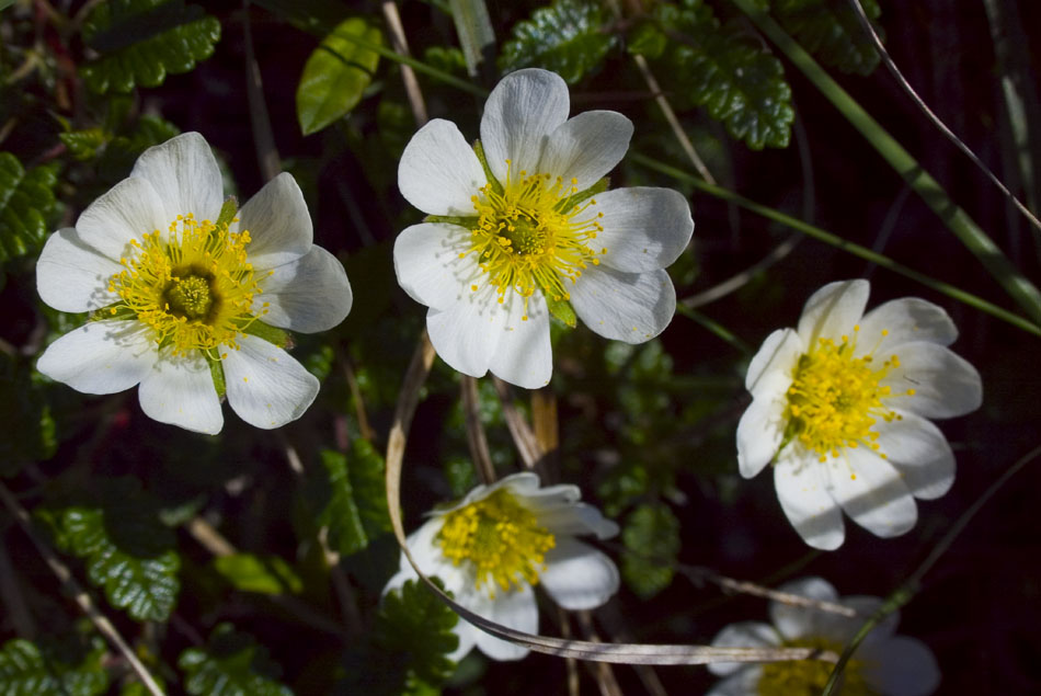 three white flowers with yellow centers are on the ground