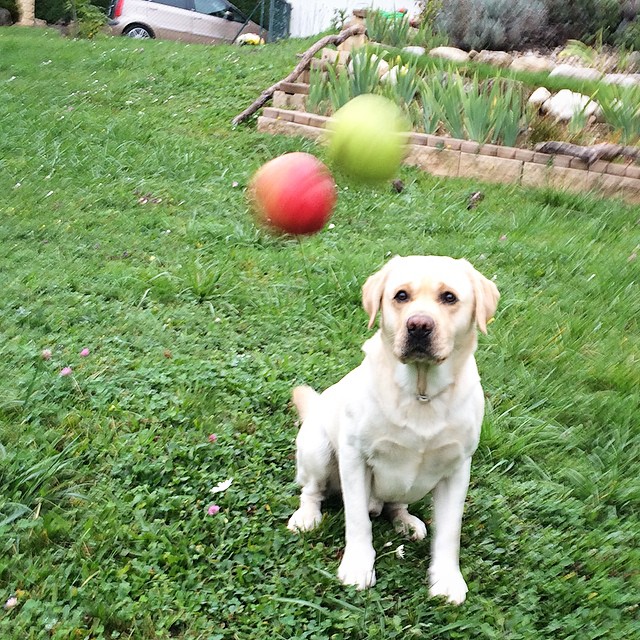 there is a dog and three balls in the grass